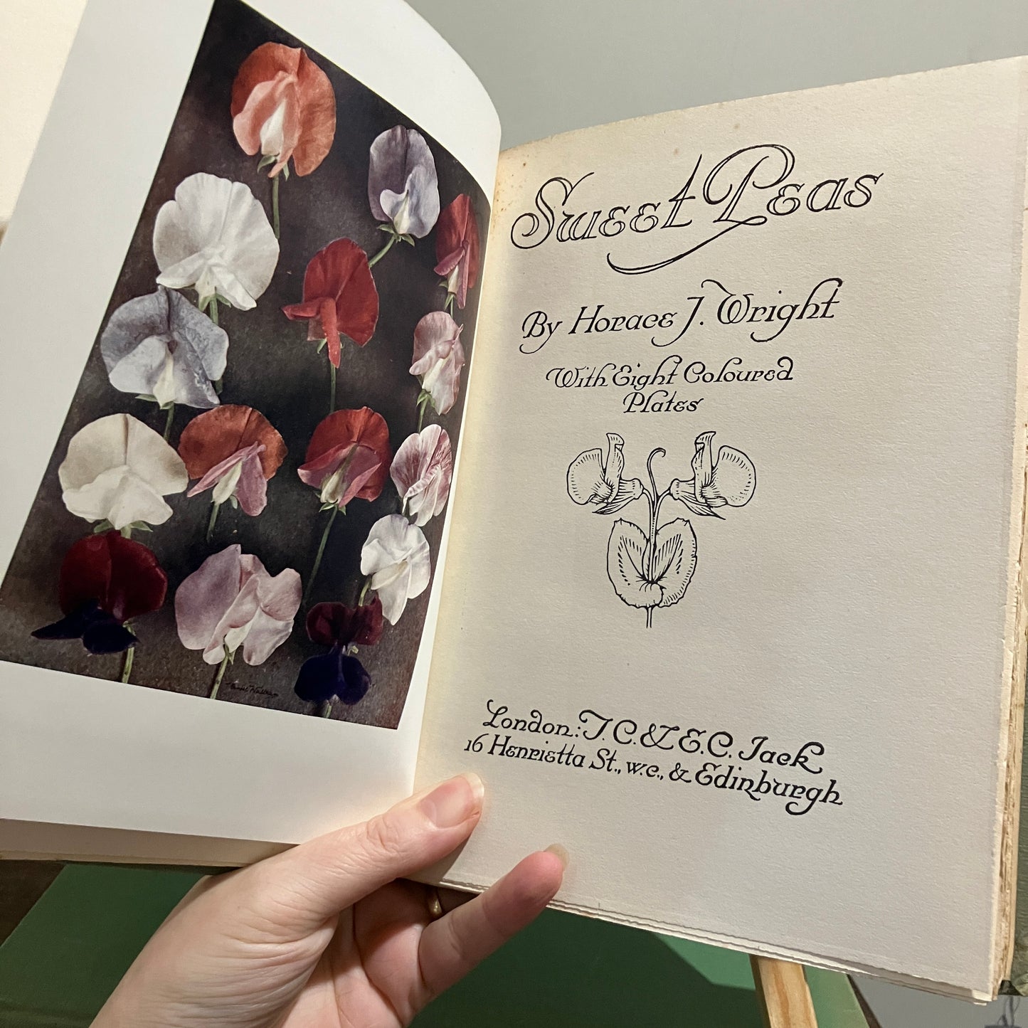 Sweet Peas by Horace J Wright ~ 8 vintage botanical plates