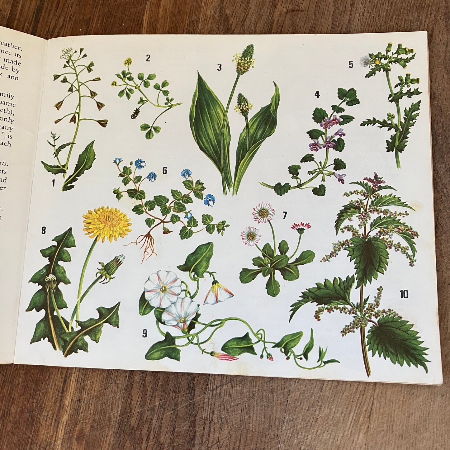 Wild Flowers by Paula Joyce ~ vintage botanical illustrations