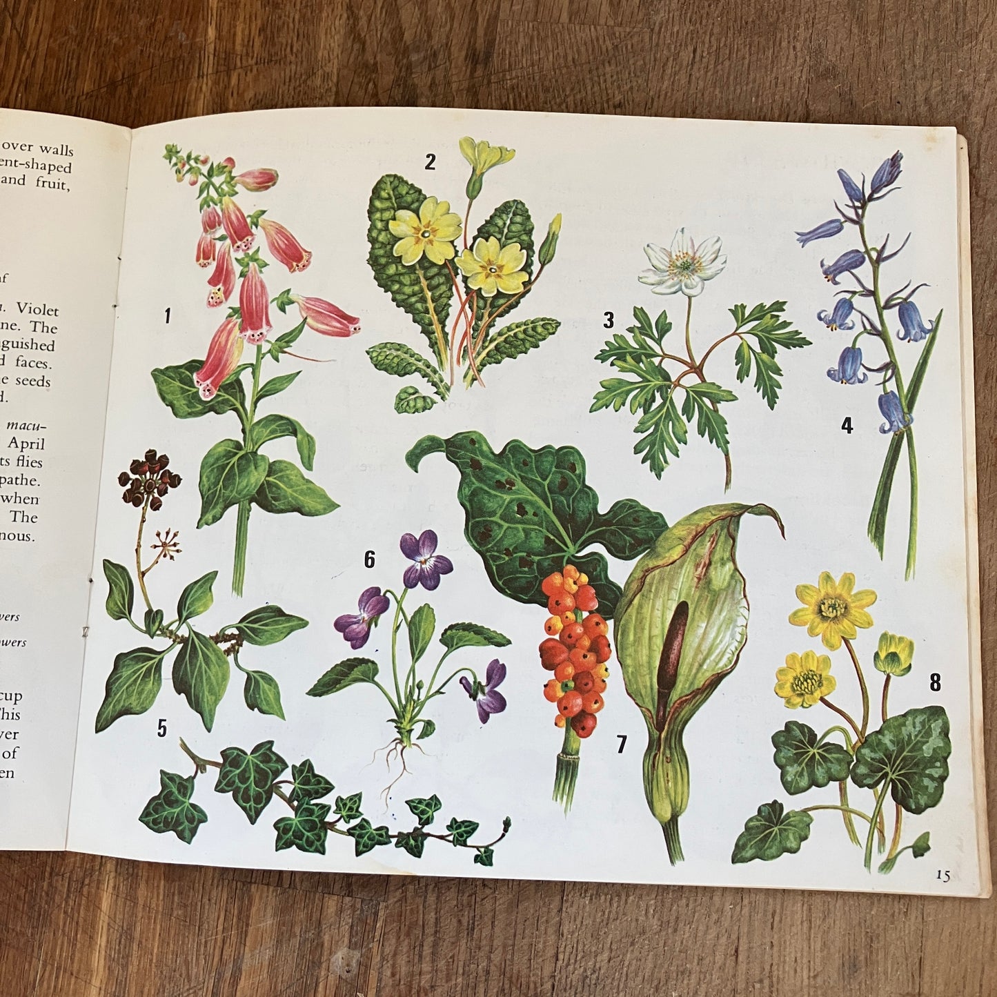 Wild Flowers by Paula Joyce ~ vintage botanical illustrations