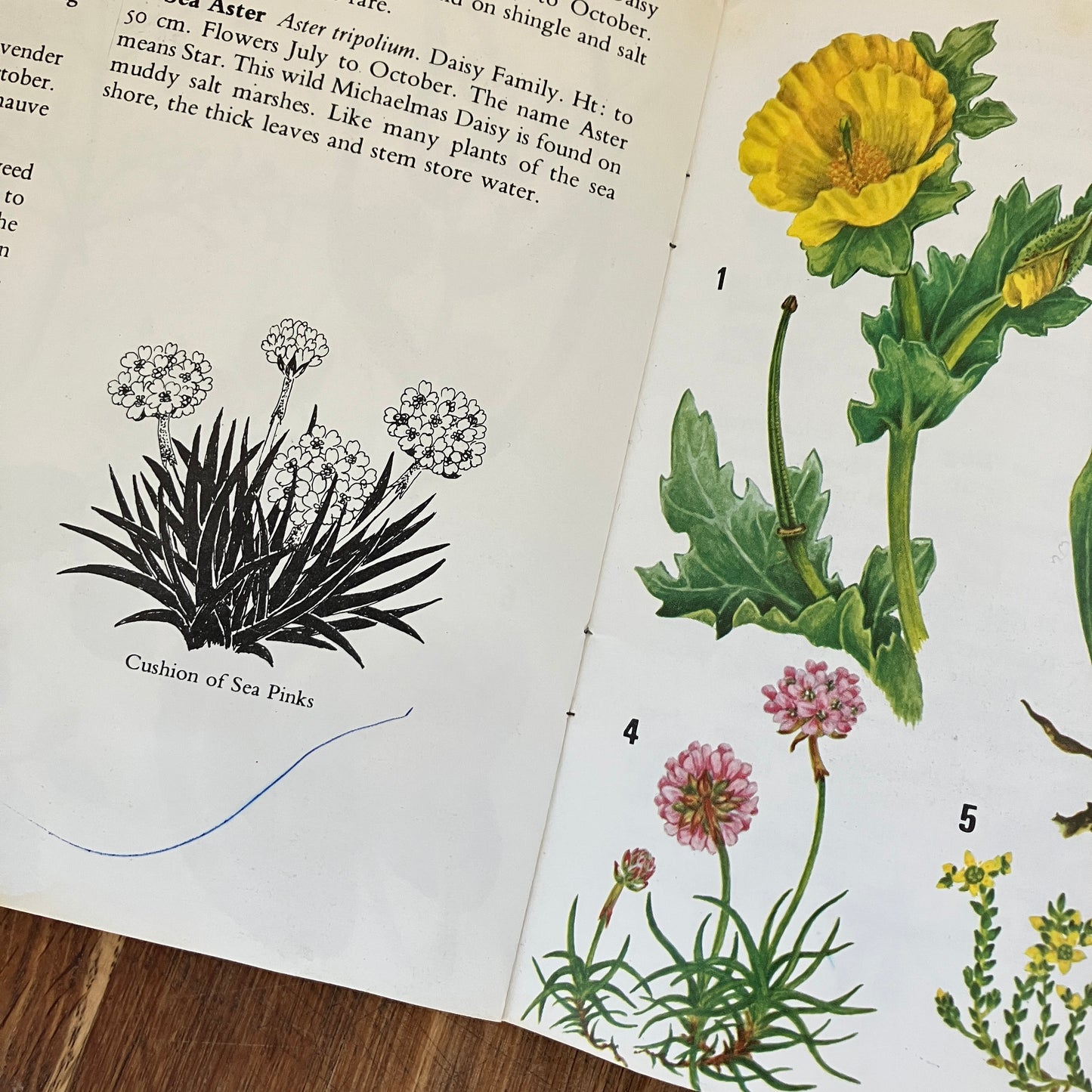 Wild Flowers by Paula Joyce ~ vintage botanical illustrations