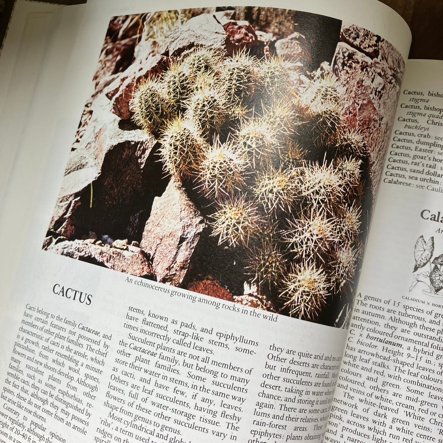 Botanical decorative coffee table book in brown and gold