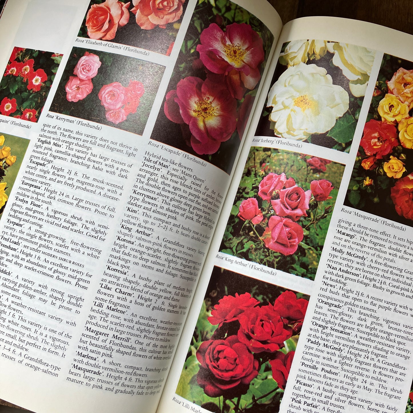 Botanical decorative coffee table book in brown and gold